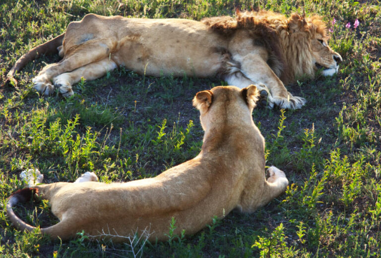 Dangerous animals in South Africa: species to avoid during your trip